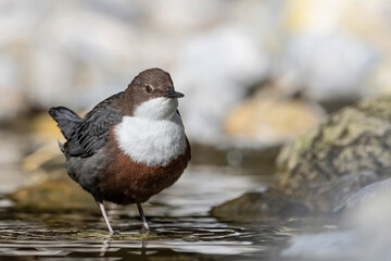 Wonderful portrait of Dipper female (Cinclus cinclus)