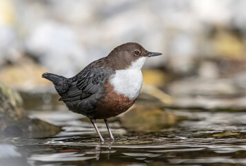 Fine art portrait of Dipper in the wild river (Cinclus cinclus)