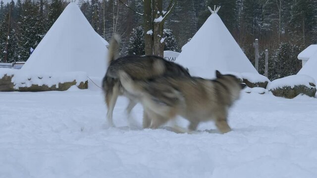 Two young huskies playing in the snow.