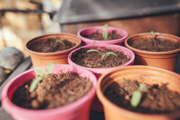 Tomato seedling in plant pot