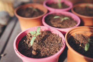 Tomato seedling in plant pot