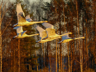 Group of whooper swans taking of in the sunset