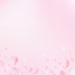 Fototapeta premium Sakura petals falling down. Romantic pink flowers gradient. Flying petals on pink square background.