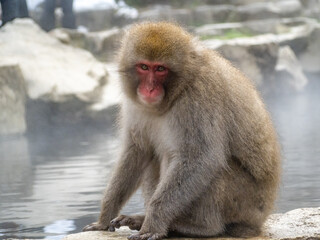 Japanese snow monkey sitting beside hot spring 38