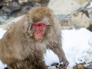 Japanese macaque snow monkey in snow 2
