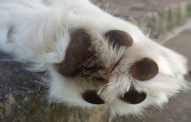 close up of dog's paw