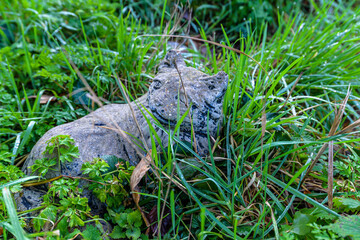 A small stone cat in the grass