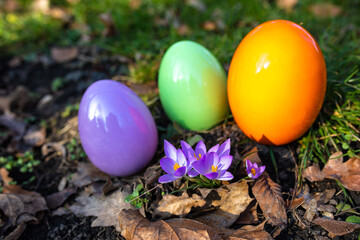 Schöne Ostereier zum Feiertag mit Krokusse