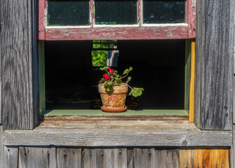 Geranium in a terracotta pot sitting in an open window.