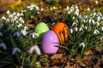 Ostereier zwischen Schneeglöckchen im Garten