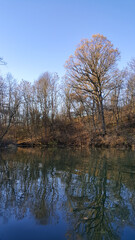 forest reflected in the lake in autumn season. wild landscape with leafless trees by the calm water