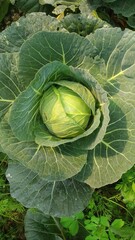Cabbage, winter vegetable from india of my garden
