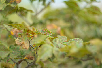 Green leaves pattern background, Natural background and wallpaper. Green leaves color dark tone after raining in the morning.Tropical Plant,environment,fresh,photo concept nature and plant.