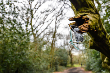 Sunglasses in the tree