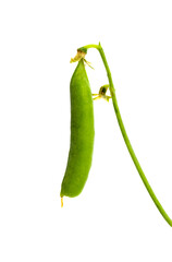 pods of green peas isolated