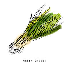 Watercolor sketch of  green onion