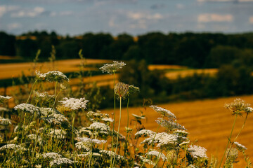 field of daisies