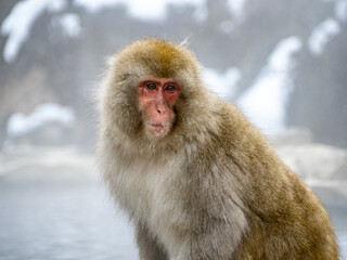 Japanese snow monkey sitting beside hot spring 39