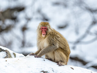 Japanese macaque snow monkey in snow 1