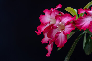 Adenium or desert rose flower is medicinal herbs. (Impala Lily, Mock Azalea, Pink adenium). Isolated black background.