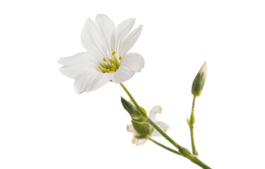 white small flower isolated