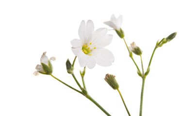 Naklejka na ściany i meble white small flower isolated