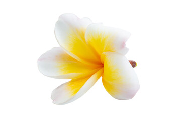 frangipani isolated