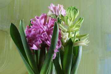 I colori della primavera; giacinti bianchi, rosa e violetti su fondo pennellato di verde chiaro, giallo e azzurro 