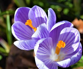 purple and white crocus