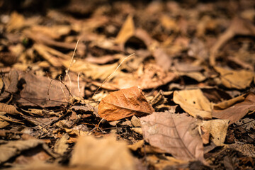 Dried leaves fallen on ground in the jungle. Nature background and texture object photo, selective focus. 