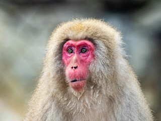 close up face of Japanese macaque snow monkey 2