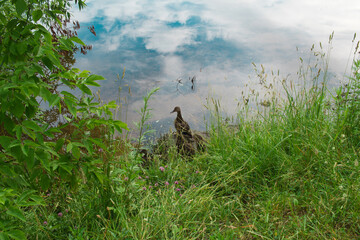 Lake shore with sky and clouds reflected in the water