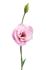 beautiful eustoma flower isolated