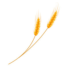 Wheat icon. Isolated on white background. Vector illustration