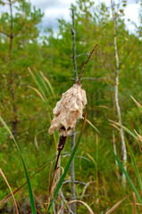 cattail marsh bud autumn