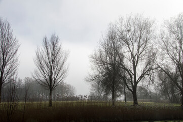 A small park in Amsterdam on a misty morning 