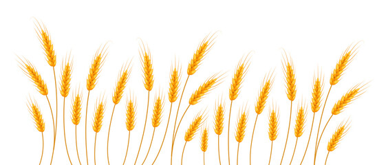 Wheat banner. Happy Shavuot. Template for your design. Vector illustration