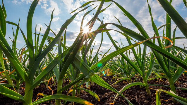 Garlic matures in the sun on the bed