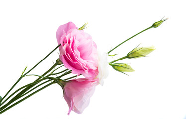 beautiful eustoma flower isolated