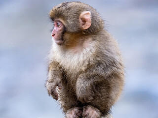 Young Japanese snow monkey near hot spring 1