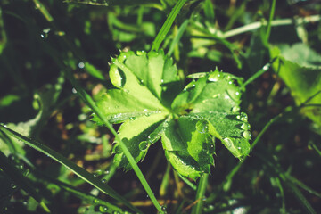 Close up of water drops on green leaves