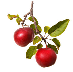 Branches of apple tree with ripe fruits. Beautiful tasty apples. Isolated on white background.