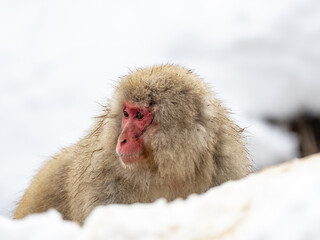 Injured Japanese snow monkey sitting in snow