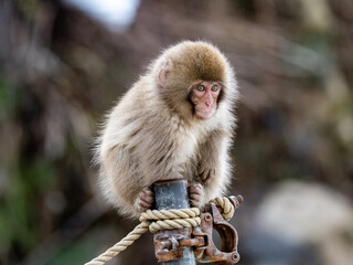 Young Japanese macaque snow monkey on fence post 1