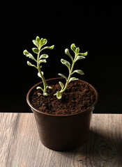 On the table is a pot of seedlings on a black background. Image with selective focus.