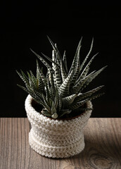Haworthia plant in a goshka with a knitted white cover on a black background. Image with selective focus.