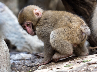 small Japanese macaque snow monkey on rocks 6
