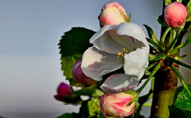 red rose in the garden