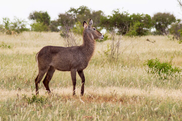 Waterbuck (Kobus ellipsiprymnus). In a heavy rain shower