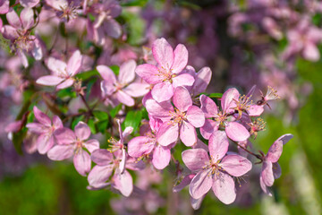 Spring sakura blossoms. Close up of a branch with pink cherry tree flowers in full bloom with blurred background in a garden in a sunny spring day, beautiful outdoor floral background. Selective focus